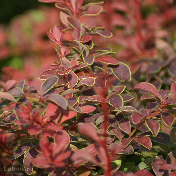 Барбарис Коронита (Coronita) купить с доставкой