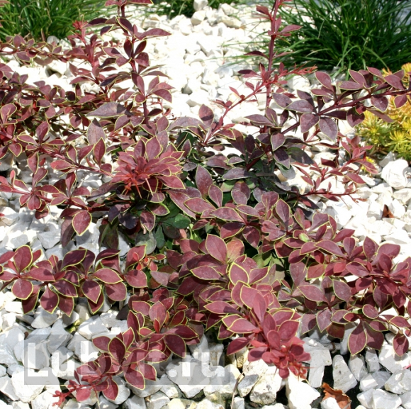 Барбарис Коронита (Coronita) купить с доставкой