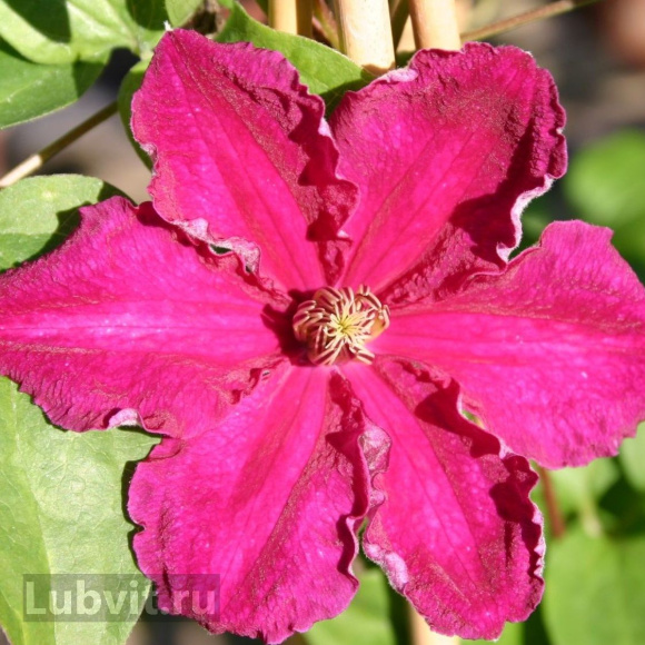 Клематис Эрнест Маркхам (Ernest Markham) купить с доставкой