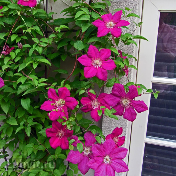 Клематис Эрнест Маркхам (Ernest Markham) купить с доставкой