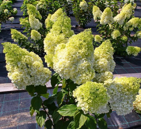 Гортензия Мэджикал Мунлайт (Magical Moonlight) метельчатая купить с доставкой