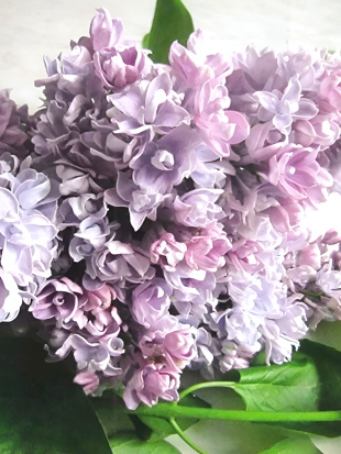 Сирень Валентин Серов PBR