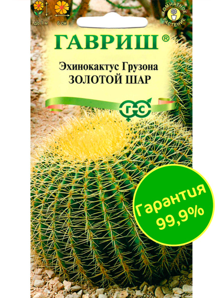 Кактус Эхинокактус Грузона Золотой шар [Гавриш] купить с доставкой