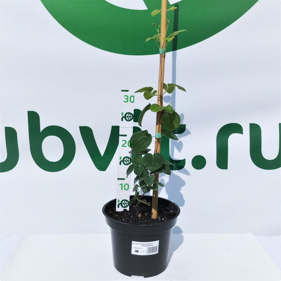 Клематис Королева Бона (Krolowa Bona) купить с доставкой