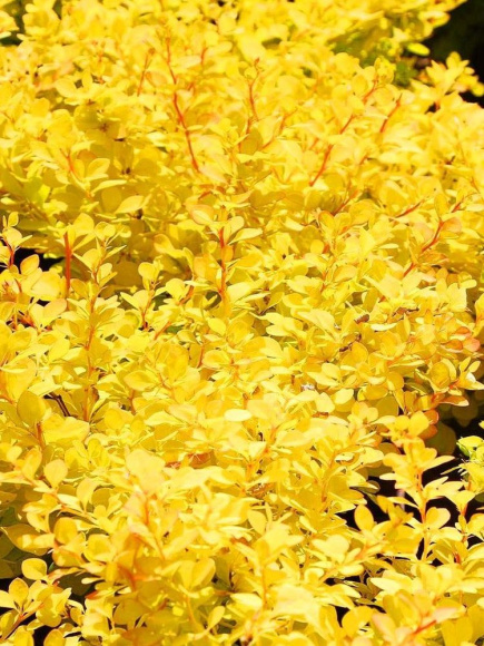 Барбарис Голдалита (Goldalita) купить с доставкой