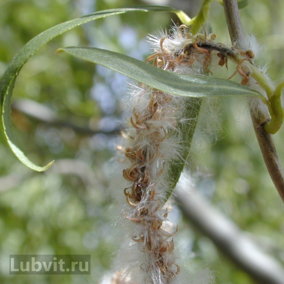 Ива Извилистая купить с доставкой