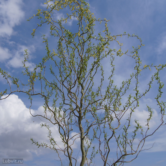 Ива Извилистая купить с доставкой