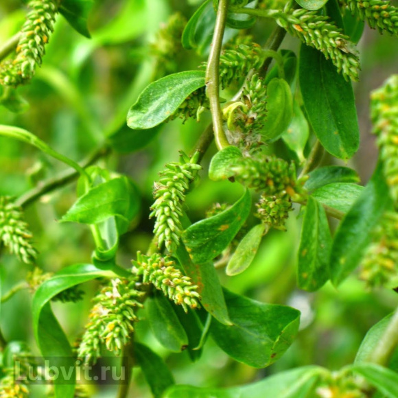 Ива Извилистая купить с доставкой