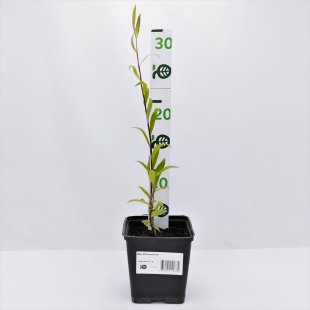 Ива Извилистая