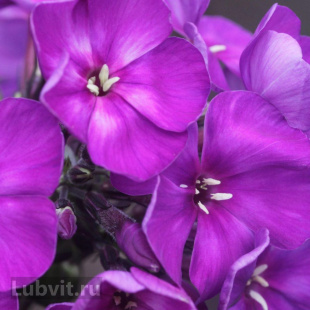 Флокс Тайна