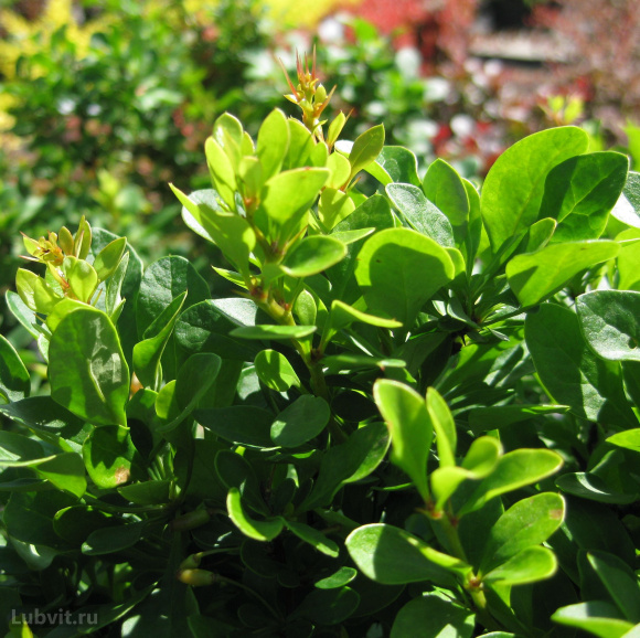 Барбарис Кобольд (Kobold) купить с доставкой