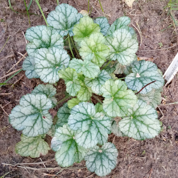 Гейхера Литтл Кьюти Пепперминт (Little Cutie Peppermint) купить с доставкой