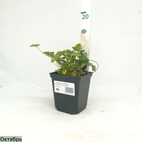 Гейхера Литтл Кьюти Пепперминт (Little Cutie Peppermint) купить с доставкой