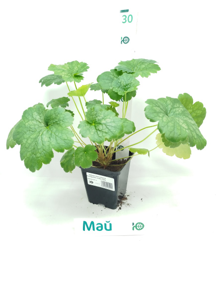 Гейхера Литтл Кьюти Пепперминт (Little Cutie Peppermint) купить с доставкой