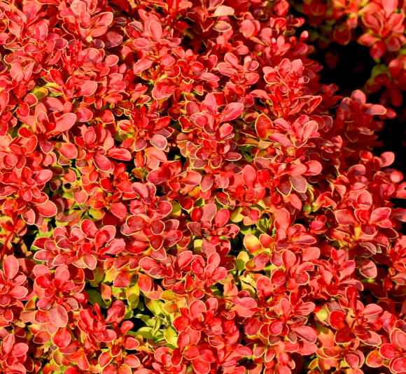 Барбарис Адмирейшн (Admiration) купить с доставкой