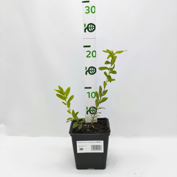 Спирея белая Алликко (Allikko) купить с доставкой