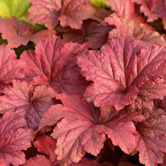 Гейхера Кровавый Динозавр (Bloody Dinosaur) купить с доставкой