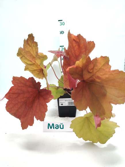 Гейхера Кровавый Динозавр (Bloody Dinosaur) купить с доставкой