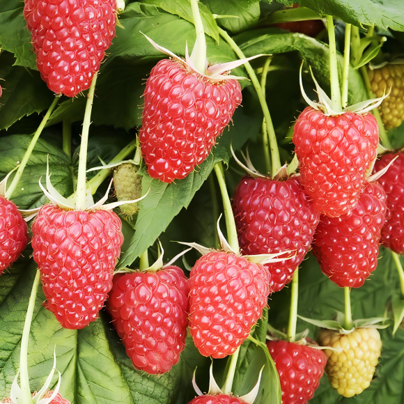 Малина Патриция купить с доставкой