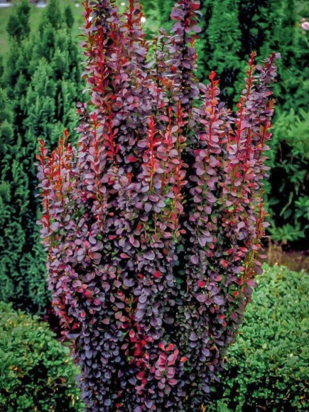 Барбарис Хелмонт Пиллар (Helmond pillar) купить с доставкой