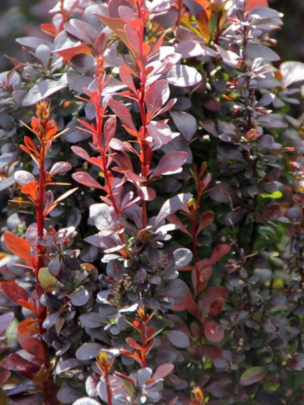 Барбарис Хелмонт Пиллар (Helmond pillar) купить с доставкой