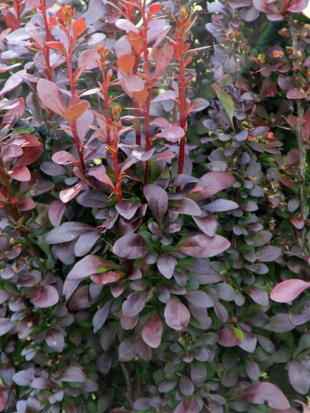 Барбарис Хелмонт Пиллар (Helmond pillar)