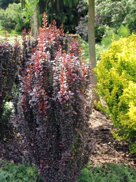 Барбарис Хелмонт Пиллар (Helmond pillar) купить с доставкой