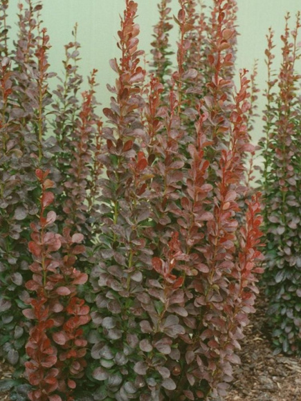 Барбарис Хелмонт Пиллар (Helmond pillar) купить с доставкой