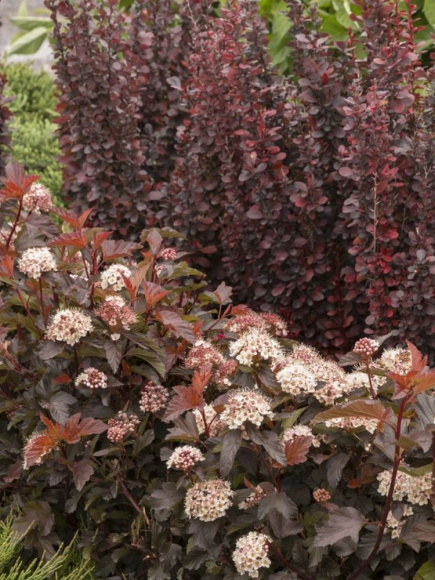 Барбарис Хелмонт Пиллар (Helmond pillar) купить с доставкой