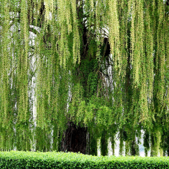 Ива росистая (Salix rorida) купить с доставкой