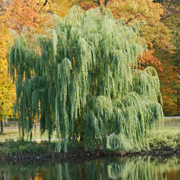 Ива росистая (Salix rorida) купить с доставкой