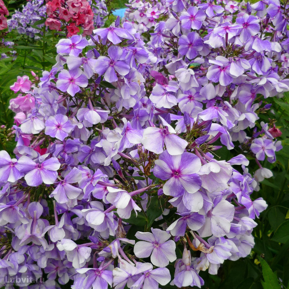 Флокс Гжель купить с доставкой