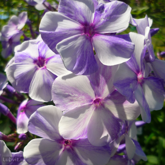 Флокс Гжель купить с доставкой