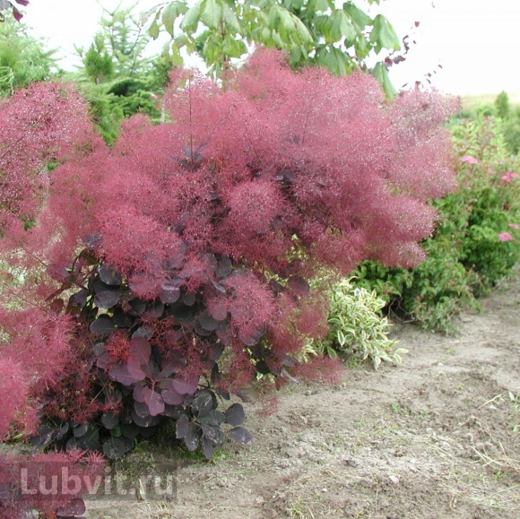 Скумпия Роял Перпл (Royal Purple) купить с доставкой