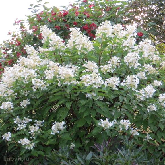 Гортензия Мэджикал Старлайт (Magical Starlight) метельчатая купить с доставкой