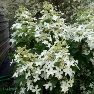 Гортензия Мэджикал Старлайт (Magical Starlight) метельчатая