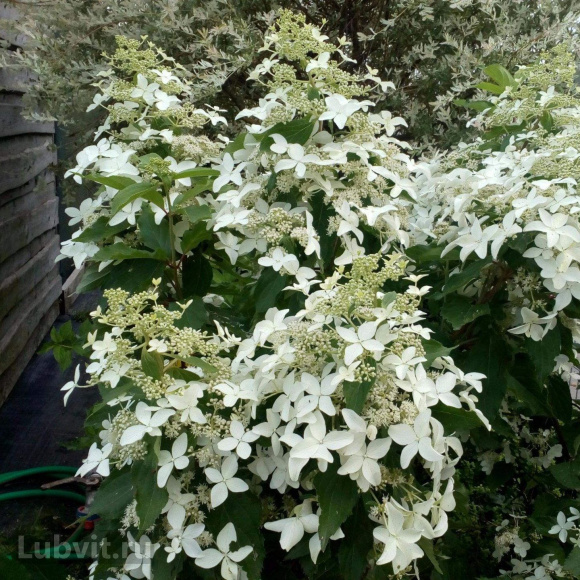 Гортензия Мэджикал Старлайт (Magical Starlight) метельчатая купить с доставкой