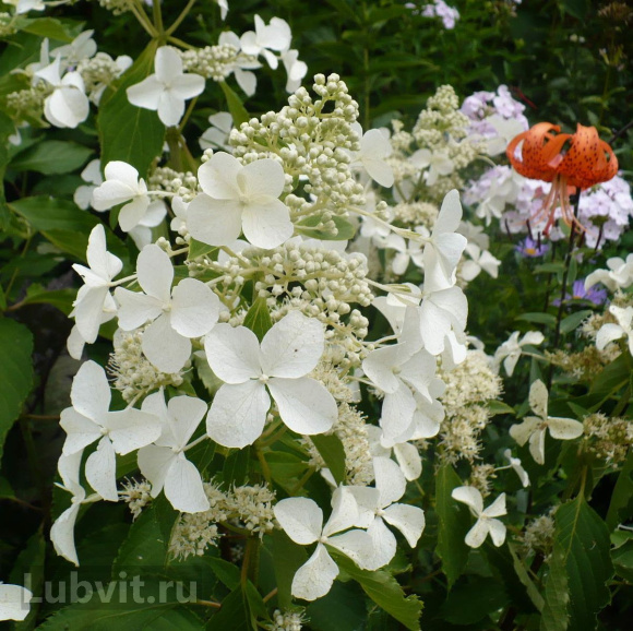 Гортензия Мэджикал Старлайт (Magical Starlight) метельчатая купить с доставкой