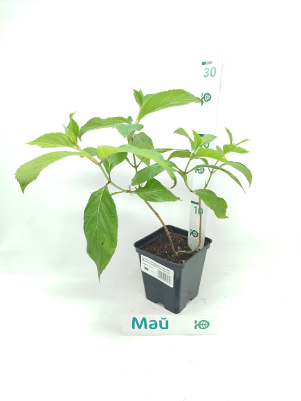 Гортензия Мэджикал Старлайт (Magical Starlight) метельчатая купить с доставкой