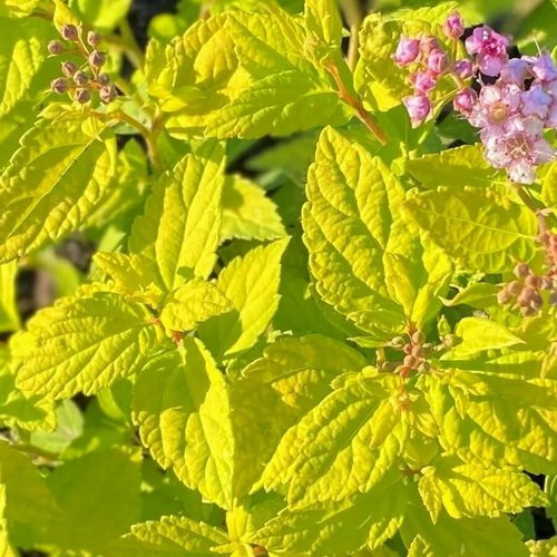 Спирея Голден Карл (Golden Karol) купить с доставкой