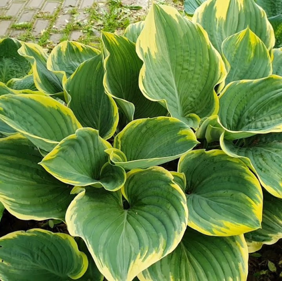 Хоста Сага (Sagae) [XL] купить с доставкой