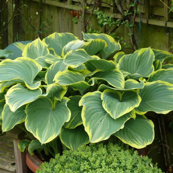 Хоста Сага (Sagae) [XL] купить с доставкой