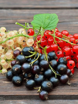 Смородина Ассортимент