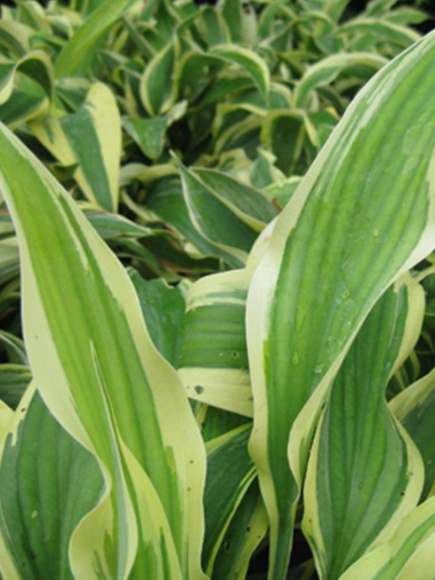 Хоста Волверайн (Wolverine) [S] купить с доставкой