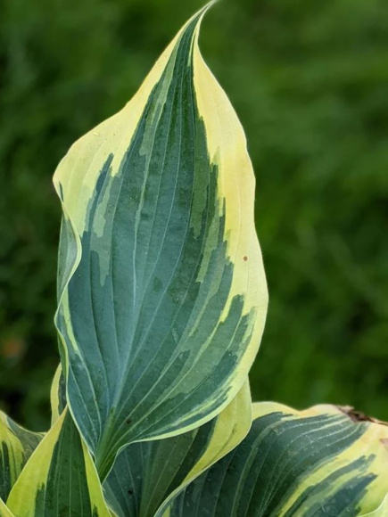 Хоста Волверайн (Wolverine) [S] купить с доставкой