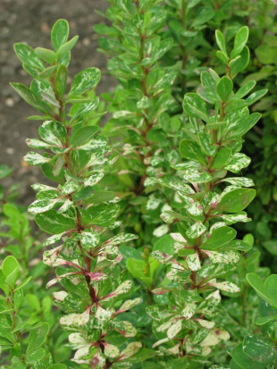 Барбарис Пау Вау (Powwow)