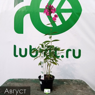 Флокс Заветное желание