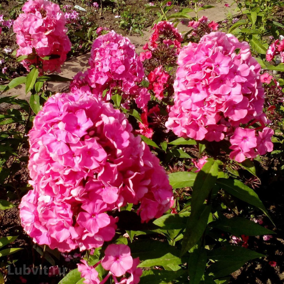 Флокс Заветное желание купить с доставкой