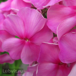 Флокс Заветное желание