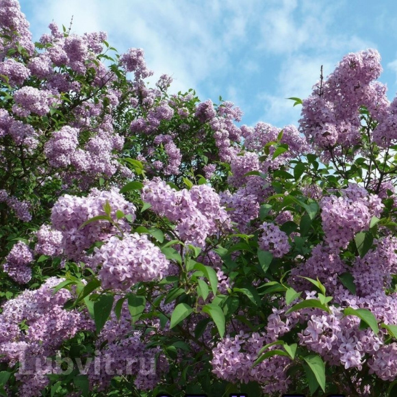 Сирень День Победы купить с доставкой